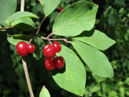 Жимолость настоящая (Lonicera xylosteum)