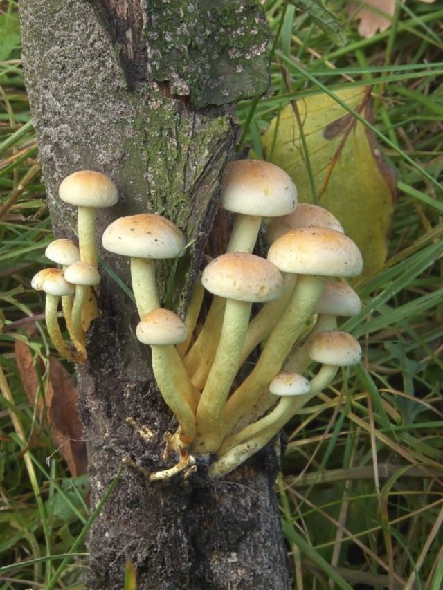 Ложноопёнок серно-жёлтый (Hypholoma fasciculare)