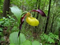 Венерин башмачок (Cypripedium calceolus) 