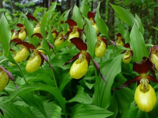 Венерин башмачок (Cypripedium calceolus) 