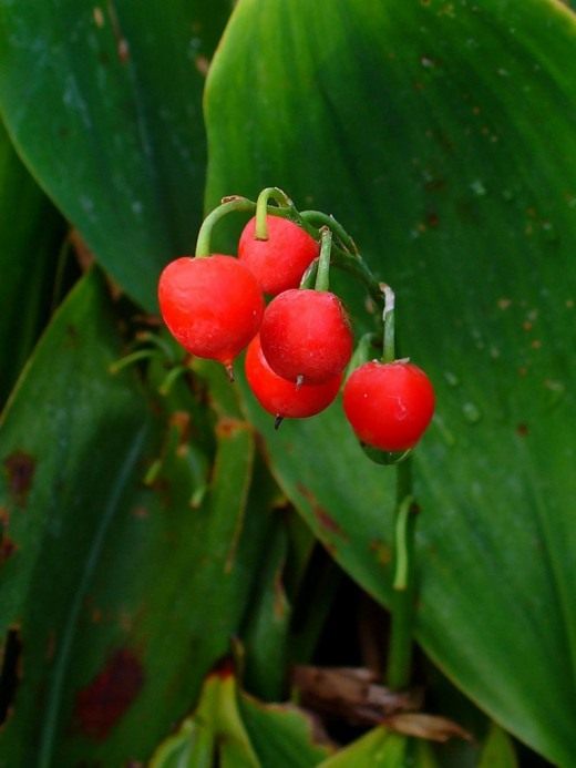 Ландыш майский (Convallaria majalis)