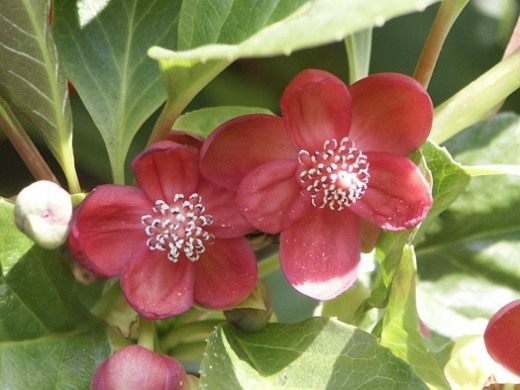 Лимонник красноцветковый (Schisandra rubriflora)