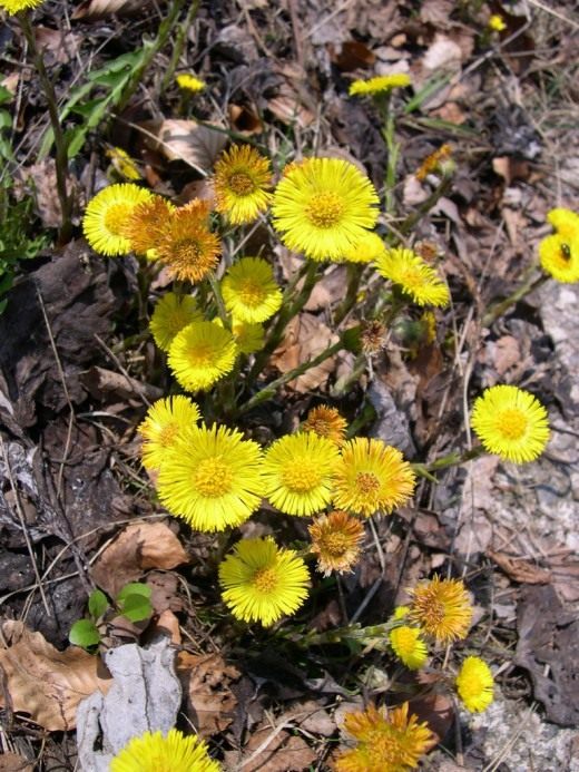 Мать-и-мачеха обыкновенная (Tussilago farfara)