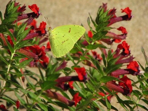 Куфея (Cuphea roseana)