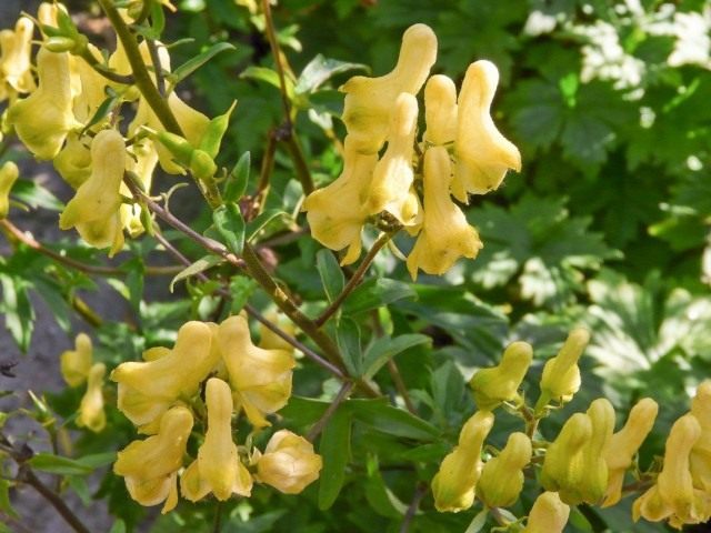 Борец, или Аконит Ламарка (Aconitum lamarckii)