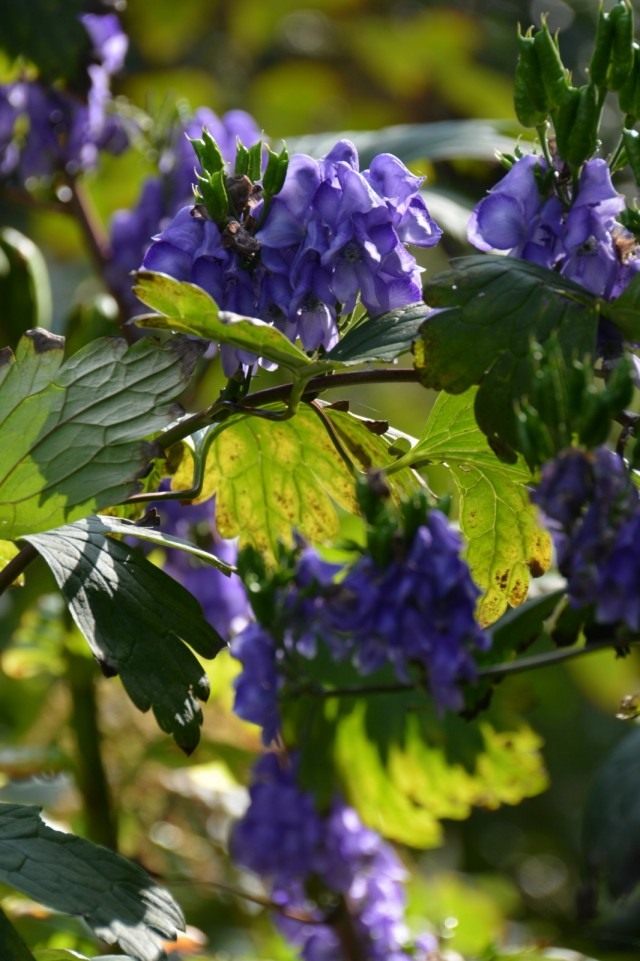 Борец Хемсли, или Аконит Хемсли (Aconitum Hemsleyanum)