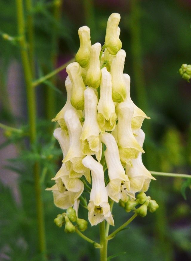 Борец противоядный, или Аконит Антора (Aconitum anthora)