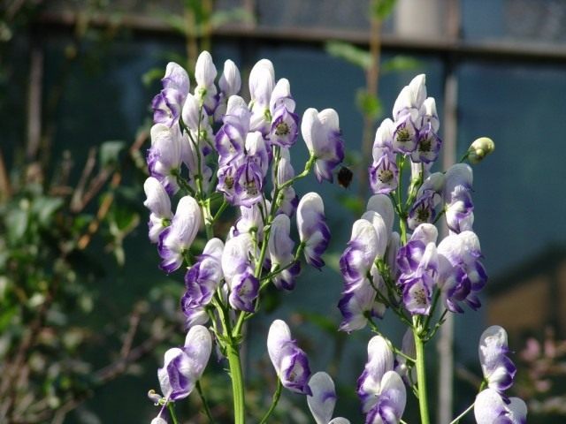 Борец или Аконит двухцветный (Aconitum bicolor)