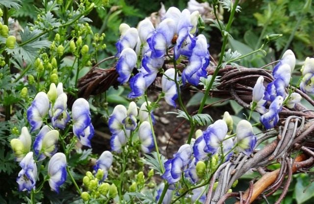 Борец или Аконит садовый "Двухцветный"(Aconitum cammarum 'Bicolor')