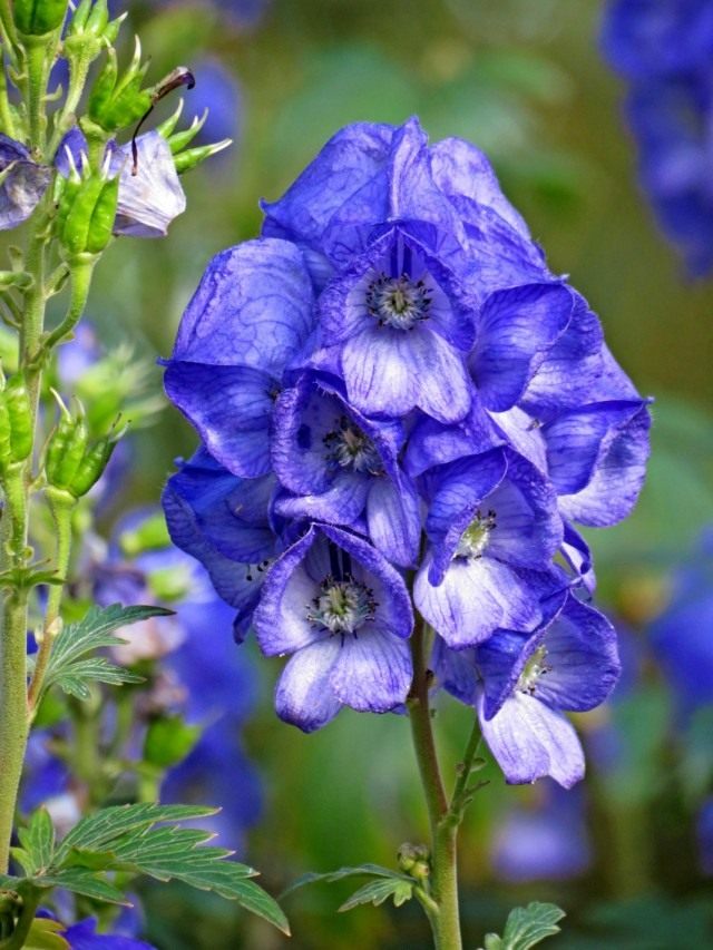 Борец или Аконит Кармихеля (Aconitum carmichaelii)