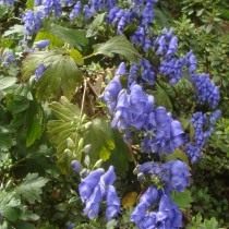 Борец или Аконит Фишера (Aconitum fischeri)