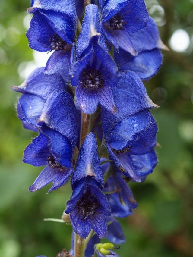 Борец клобучковый, или Аконит клобучковый (Aconitum napellus)