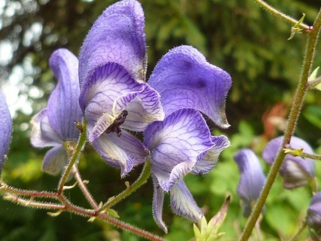 Борец или Аконит пёстрый (Aconitum variegatum)