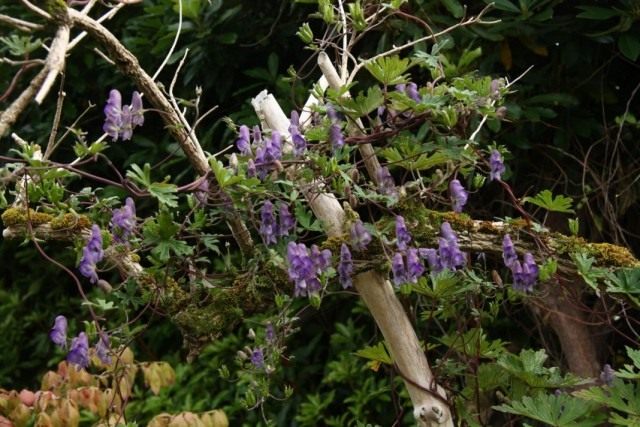 Борец вьющийся, или Аконит вьющийся (Aconitum volubile)