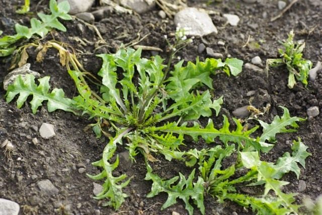 Пастушья сумка обыкновенная, или Сумочник пастуший (Capsella bursa-pastoris)