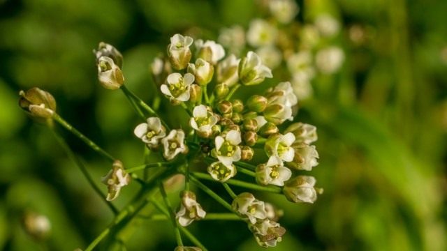 Пастушья сумка обыкновенная, или Сумочник пастуший (Capsella bursa-pastoris)