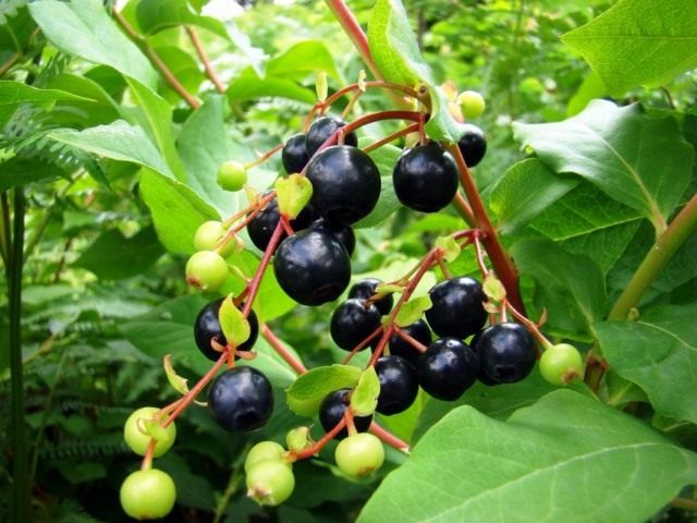 Черника кавказская, или Черничник кавказский (Vaccinium arctostaphylos)