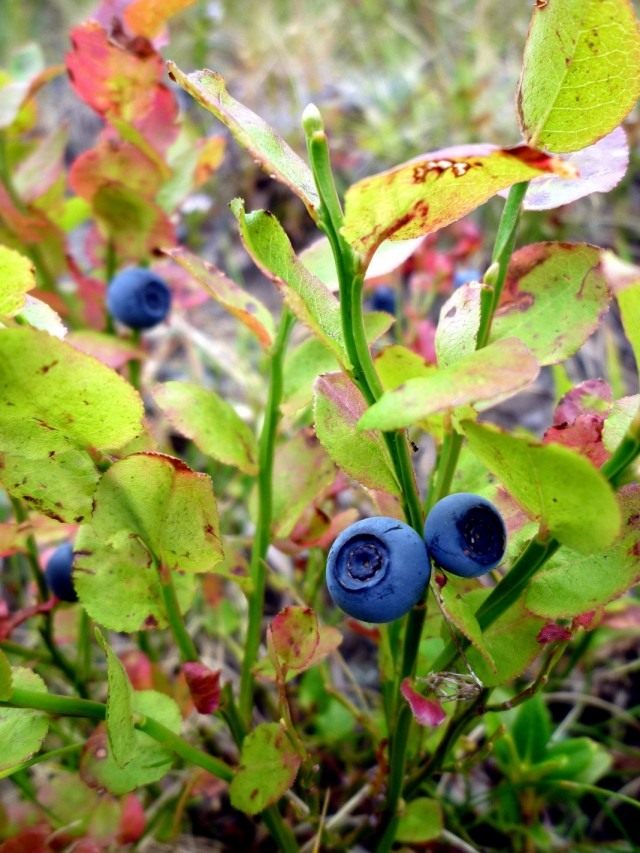 Черника, или Черника обыкновенная, или Черника миртолистная (Vaccinium myrtillus)