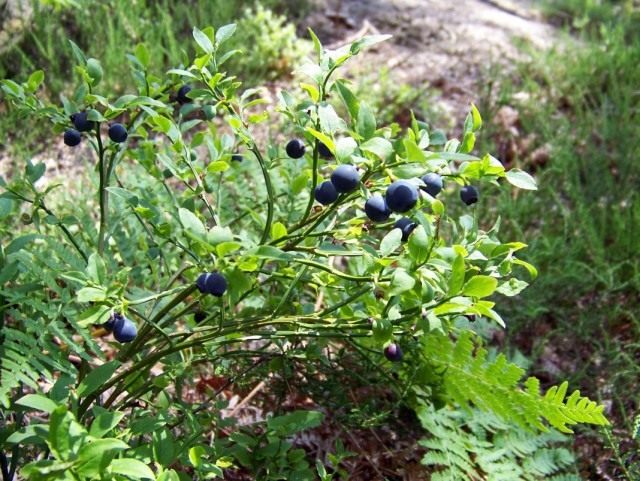 Черника, или Черника обыкновенная, или Черника миртолистная (Vaccinium myrtillus)