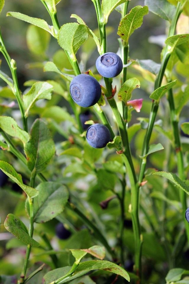 Черника, или Черника обыкновенная, или Черника миртолистная (Vaccinium myrtillus)