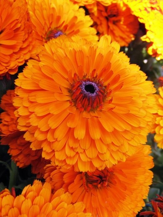 Календула, или Ноготки (Calendula)