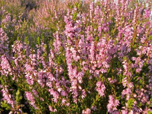 Вереск обыкновенный (Calluna vulgaris), единственный вид рода Вереск (Calluna) семейства Вересковые