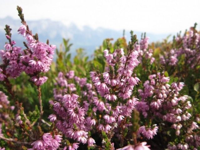 Вереск обыкновенный (Calluna vulgaris)