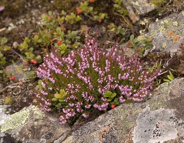 Вереск обыкновенный (Calluna vulgaris)