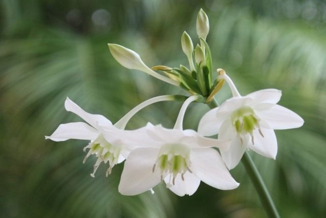 Эухарис крупноцветковый (Eucharis grandiflora)