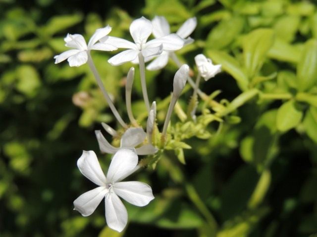 Жасмин самбак (Jasminum sambac)