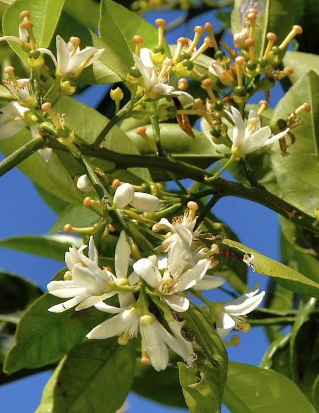 Лимон (Citrus limon)