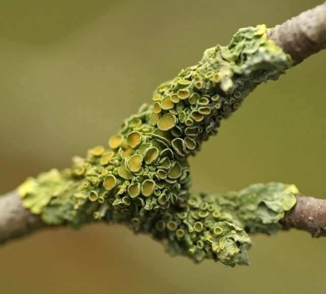 Ксантория настенная (Xanthoria parietina) — лишайник семейства Телосхистовые, вид рода Ксантория.