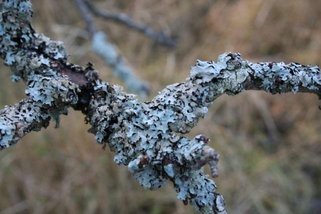 Пармелия бороздчатая (Parmelia sulcata) растёт на стволах и ветвях лиственных и хвойных деревьев, а также на обработанной древесине и каменистом субстрате, как правило, в хорошо освещённых местах