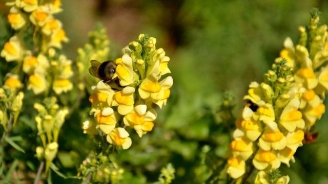 Льнянка обыкновенная (Linaria vulgaris)