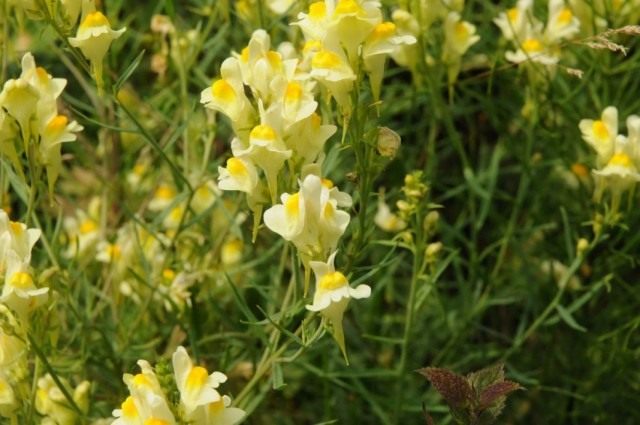 Льнянка обыкновенная (Linaria vulgaris)