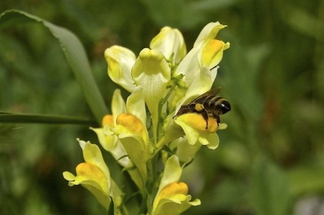 Льнянка обыкновенная (Linaria vulgaris)