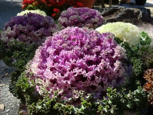 Декоративная капуста (Ornamental cabbage)