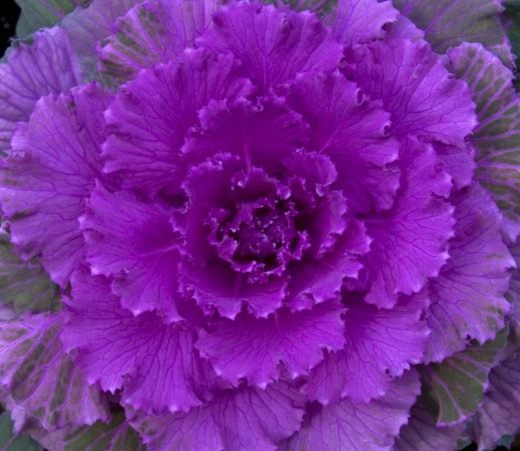 Декоративная капуста (Ornamental cabbage)