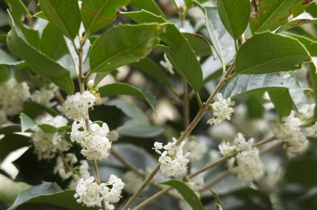 Османтус форчуна (Osmanthus fortunei)