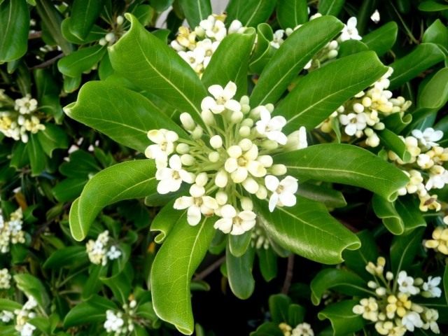 Питтоспорум пахучий, или смолосемянник (Pittosporum tobira)