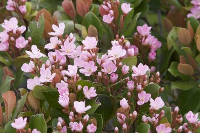 Рафиолепис зонтичный (Rhaphiolepis umbellata)