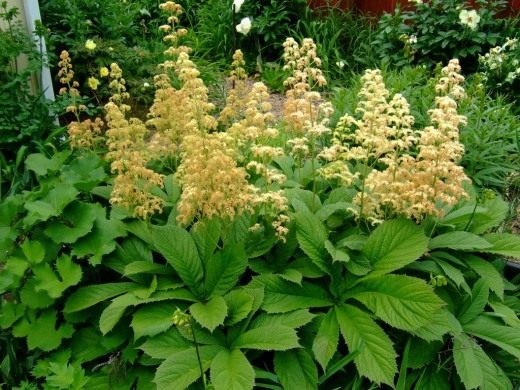 Роджерсия перистая (лат. Rodgersia pinnata)