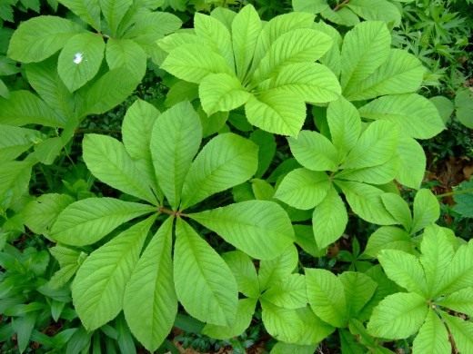 Роджерсия бузинолистная (лат. Rodgersia sambucifolia)