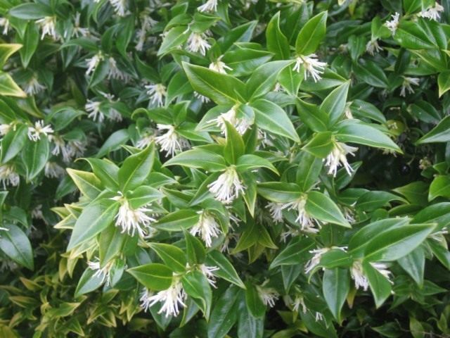 Саркококка низкая (Sarcococca humilis)