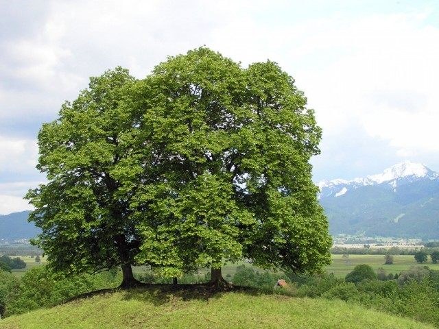 Липа сердцевидная