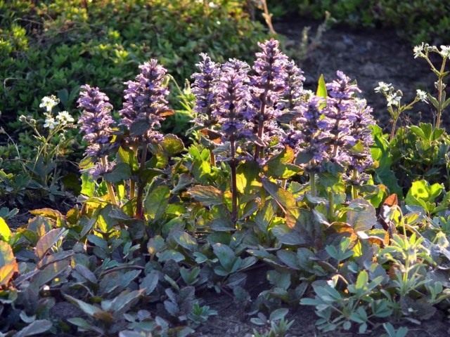 Живучка ползучая (Ajuga reptans)