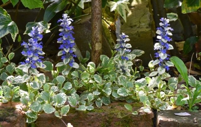 Живучка ползучая "Вариегата" (Ajuga reptans 'Variegata')