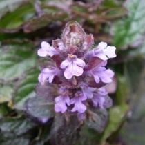 Живучка ползучая "Атропурпуреа" (Ajuga reptans 'Atropurpurea')