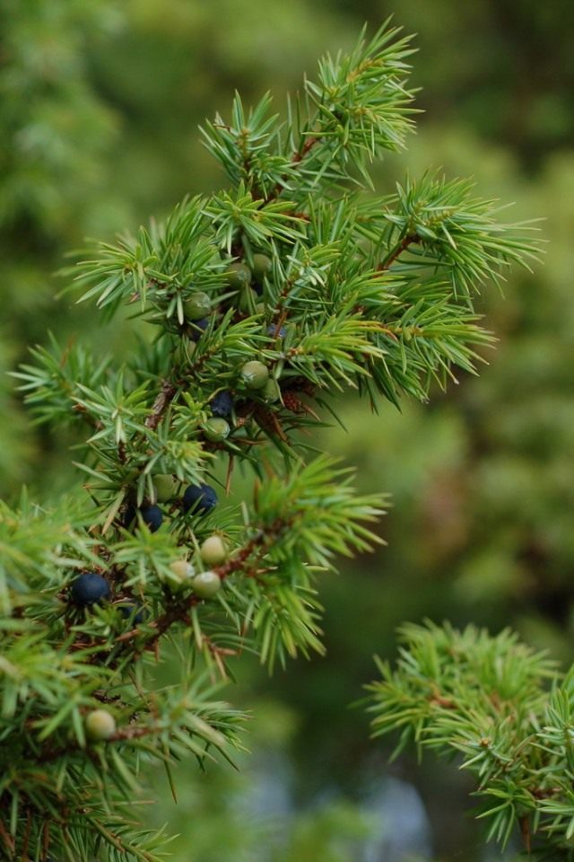 Можжевельник обыкновенный, или Верес (Juniperus communis)