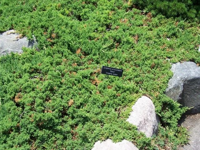 Можжевельник лежачий (Juniperus procumbens)